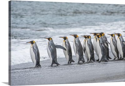 King Penguins Lined Up On The Beach At The Water's Edge, South Georgia, Antarctica