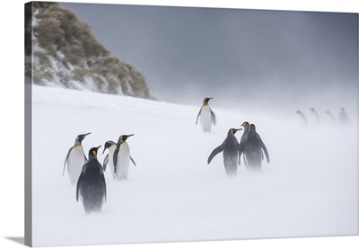 King Penguins, South Georgia, Antarctica