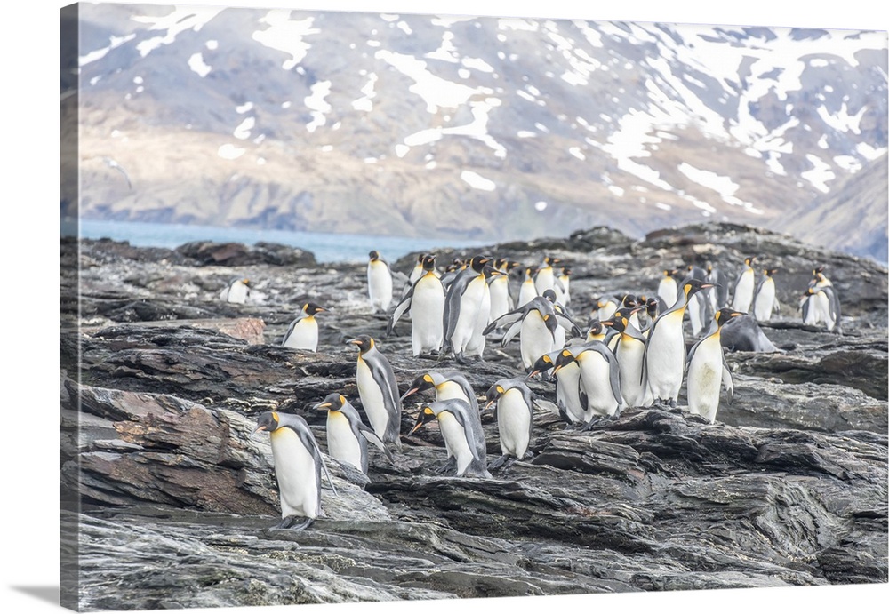 King Penguins (Aptenodytes patagonicus) walking on the jagged, rocky shore of South Georgia Island South Georgia, Antarctica