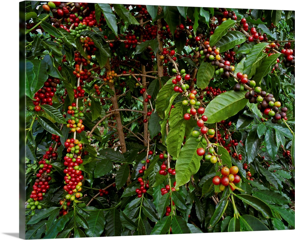 Kona coffee beans on the tree, Hawaii