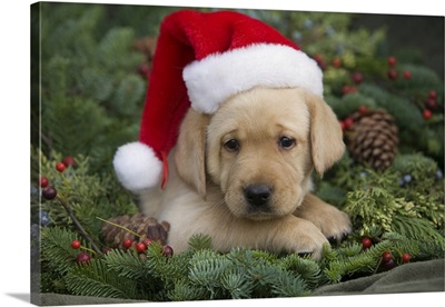 Labrador Retriever Puppy With Santa Hat In A Christmas Wreath; Maui, Hawaii