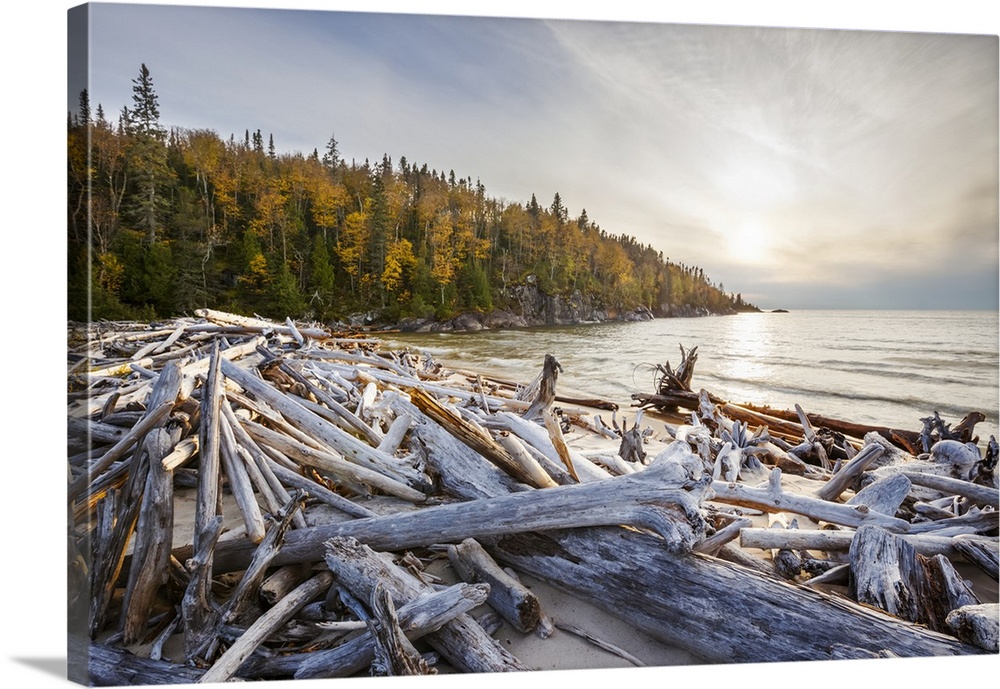 Lake Superior with a forest in autumn colours with driftwood on the beach; Ontario, Canada