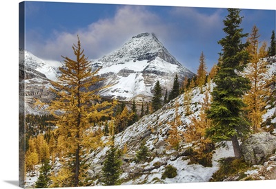 Larch Trees In Autumn, Rocky Mountains Of Yoho National Park, British Columbia, Canada