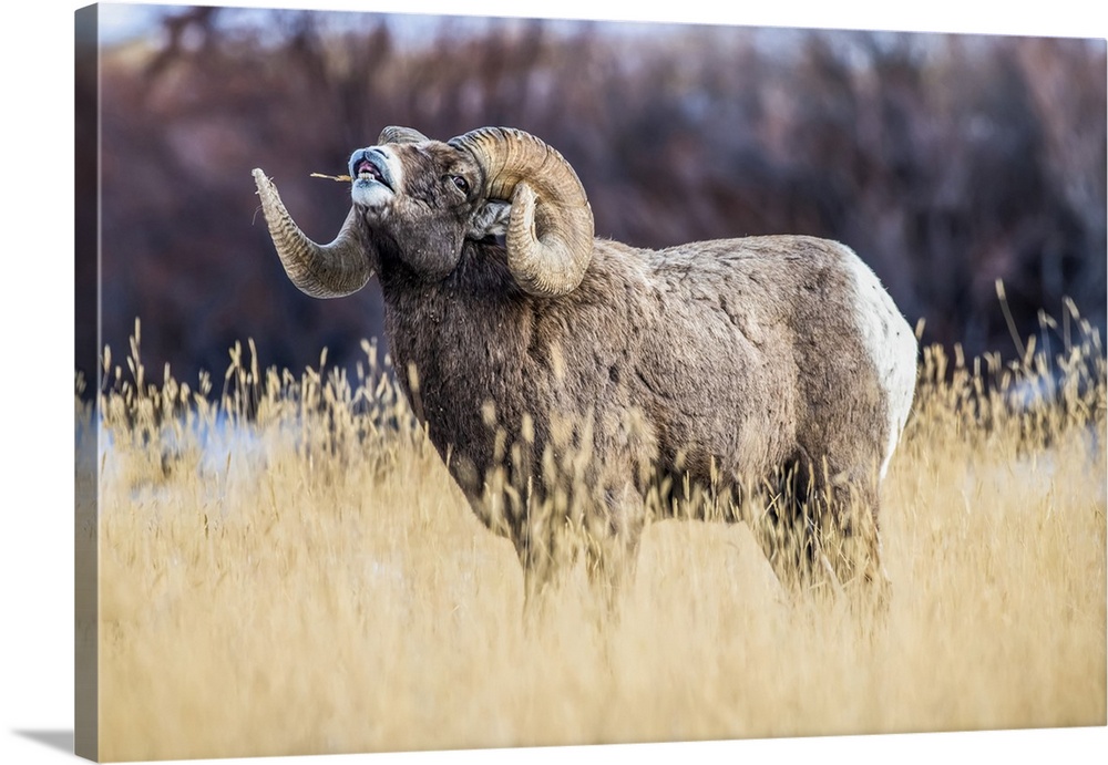 Large Bighorn Sheep ram (Ovis canadensis) with massive horns performs lip curl (flehmen) display during the rut near Yello...