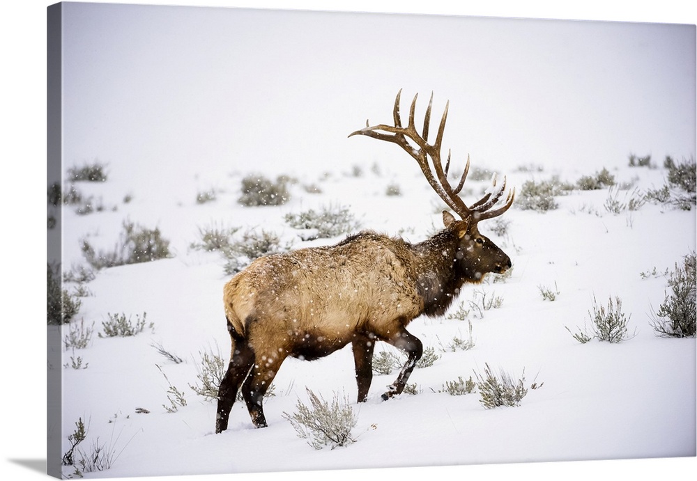 Large bull Elk (Cervus canadensis) with majestic antlers walking through winter snowstorm in Yellowstone National Park; Wy...