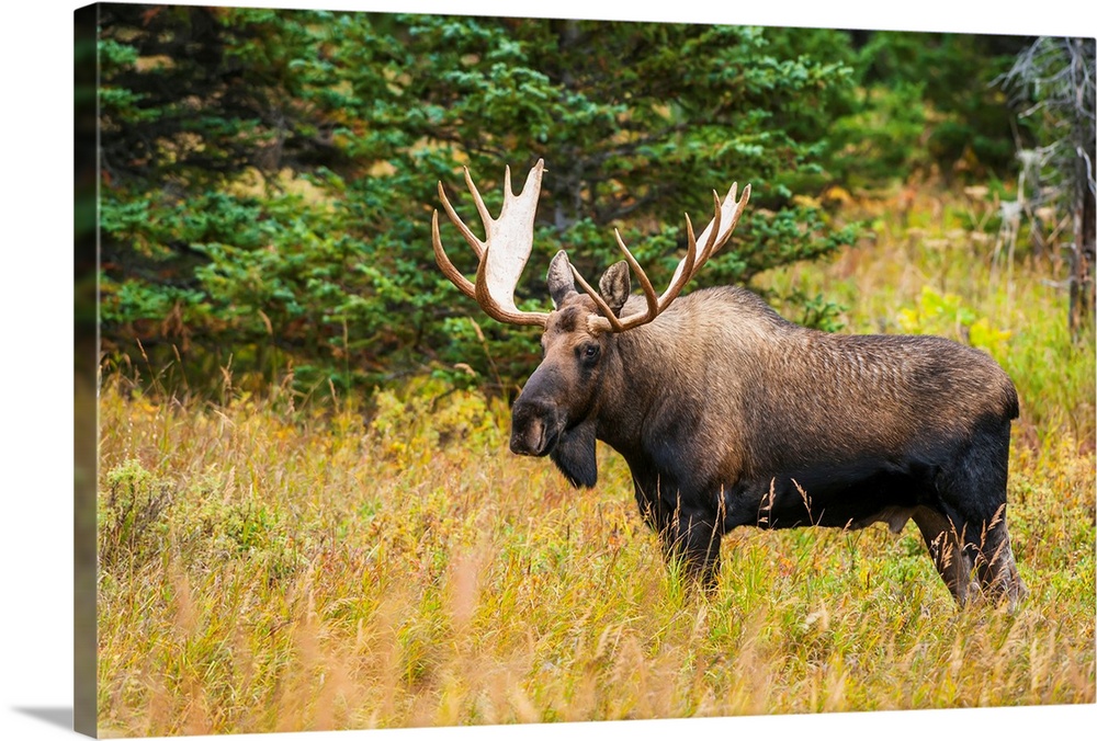 Large bull moose in rut emerges from a stand of trees at Powerline Pass in the Chugach State Park, near Anchorage, Alaska.