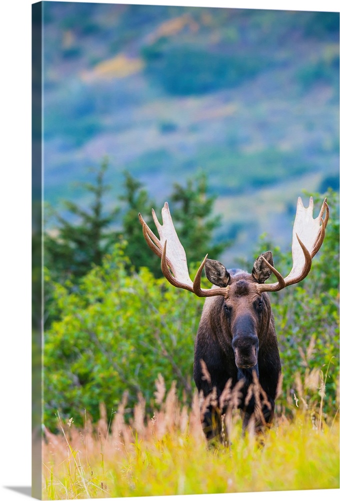 Large bull moose standing in brush near Powerline Pass in the Chugach State Park, near Anchorage, Alaska.