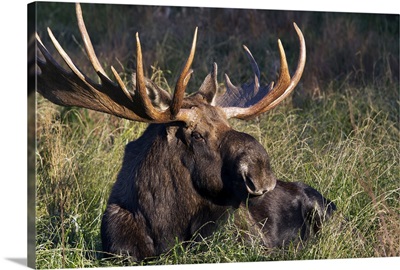 Large Bull Moose resting in grass, Anchorage coastline, Southcentral Alaska, Autumn