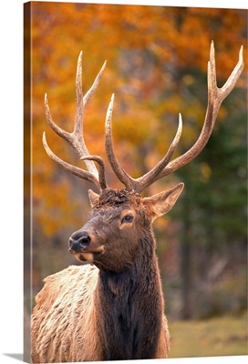 Large Elk In Jasper National Park Alberta Canada