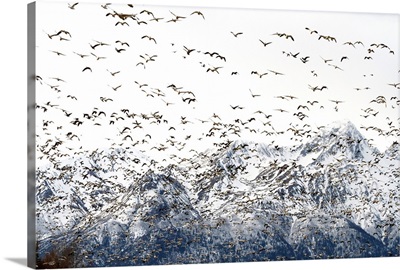Large Flock Of Snow Geese Take Off From A Field, Southcentral Alaska