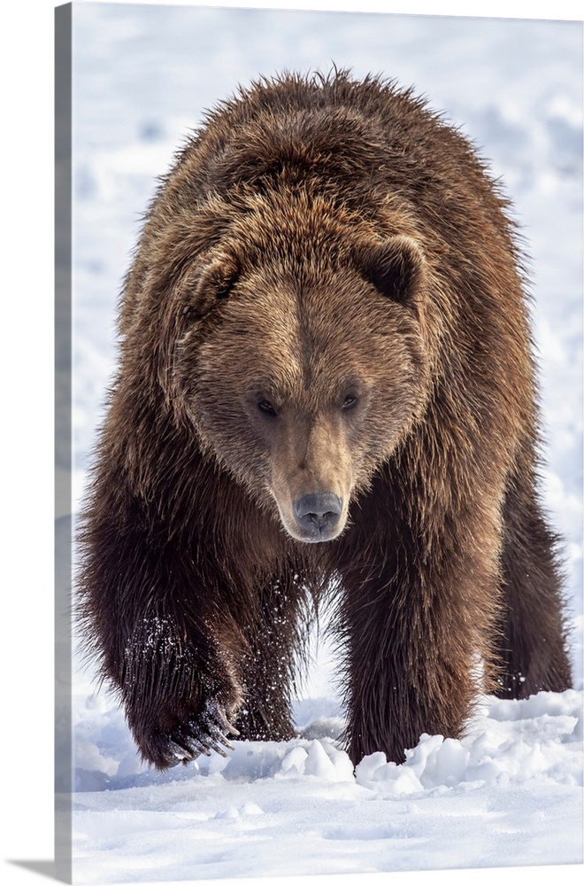 Large male brown bear (ursus arctos) walks towards camera in snow, captive at Alaska wildlife conservation center, south-c...