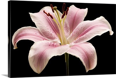 Large pink lily flower with black background.; Arlington, Massachusetts.