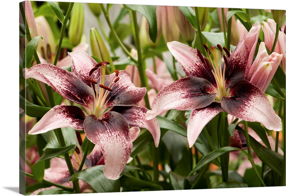 Large, pink oriental lilies. Longwood Gardens, Pennsylvania.