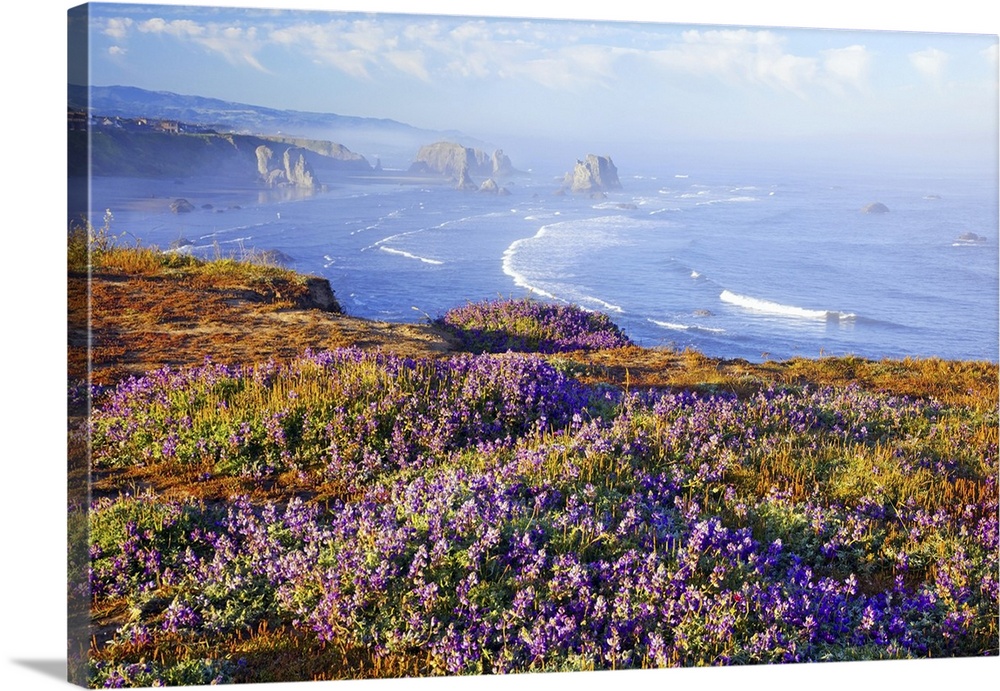 21 Jun 2011, Bandon, Oregon, USA --- Morning light adds beauty to wildflowers and fog covered rock formations at Bandon St...