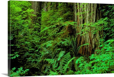 Large Tree Trunks And Forest Floor, British Columbia, Canada