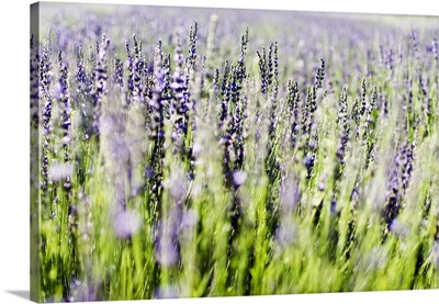 Lavender (Lavandula Angustifolia) Sprigs Growing In Field