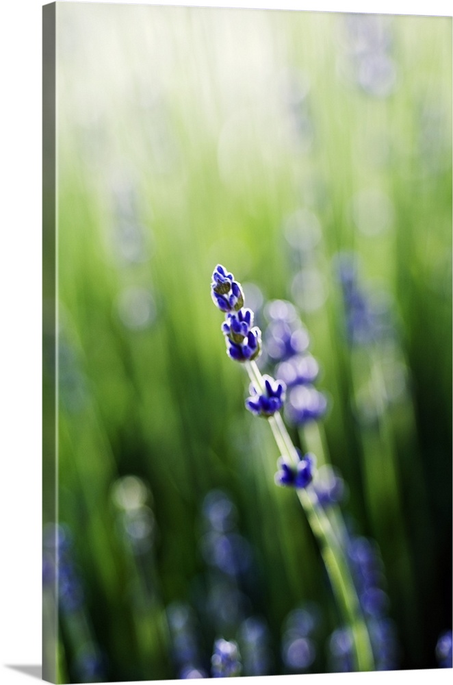 Lavender (Lavandula Angustifolia) Stem And Blossoms In Field