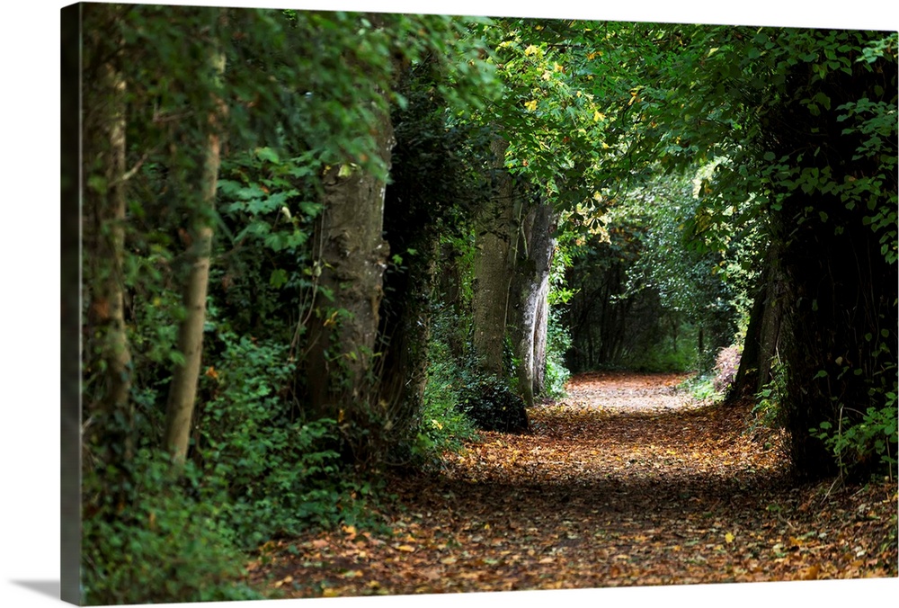 Leaf covered pathway in dense forest with sunlight in the distance, Cahir, County Tipperary, Ireland.