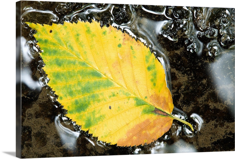 Leaf In Water, Niagara Peninsula, Ontario, Canada