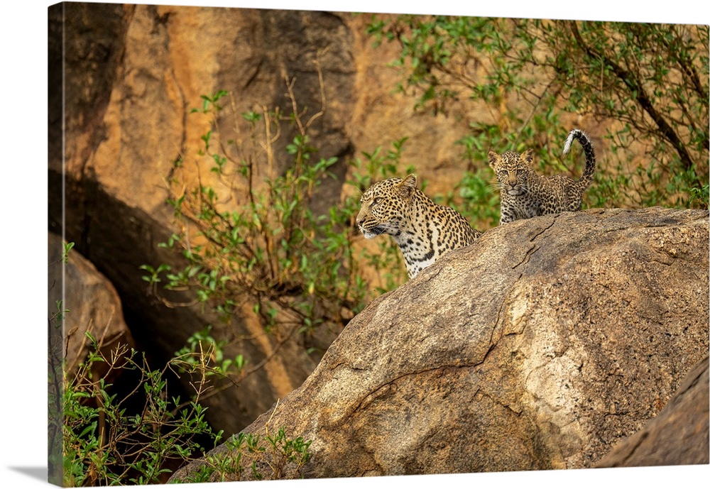 Leopard and cub (Panthera pardus) look out from rock; Kenya