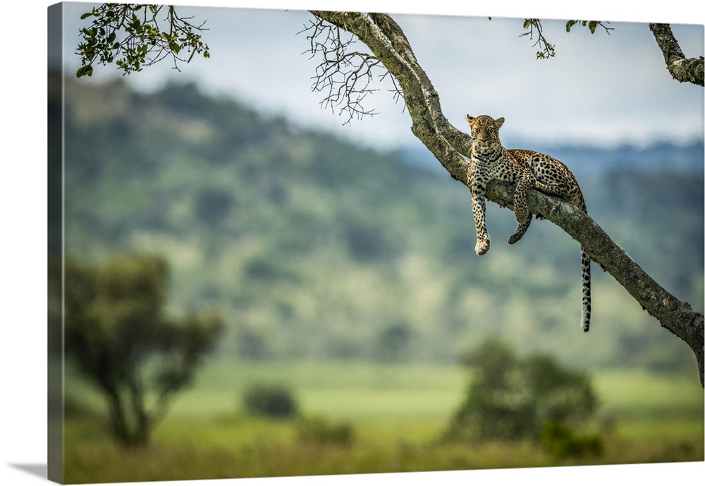Leopard (Panthera pardus) lies on diagonal branch facing camera, Klein's Camp, Serengeti National Park; Tanzania