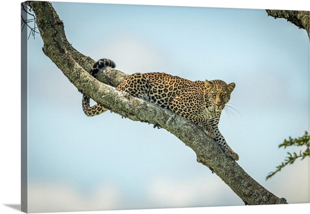 Leopard (Panthera pardus) lies on diagonal branch looking down, Klein's Camp, Serengeti National Park; Tanzania