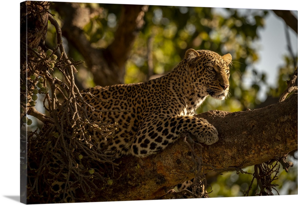 A leopard (Panthera pardus) lies on the branch of a tree with it's head up. It has black spots on its brown fur coat and i...