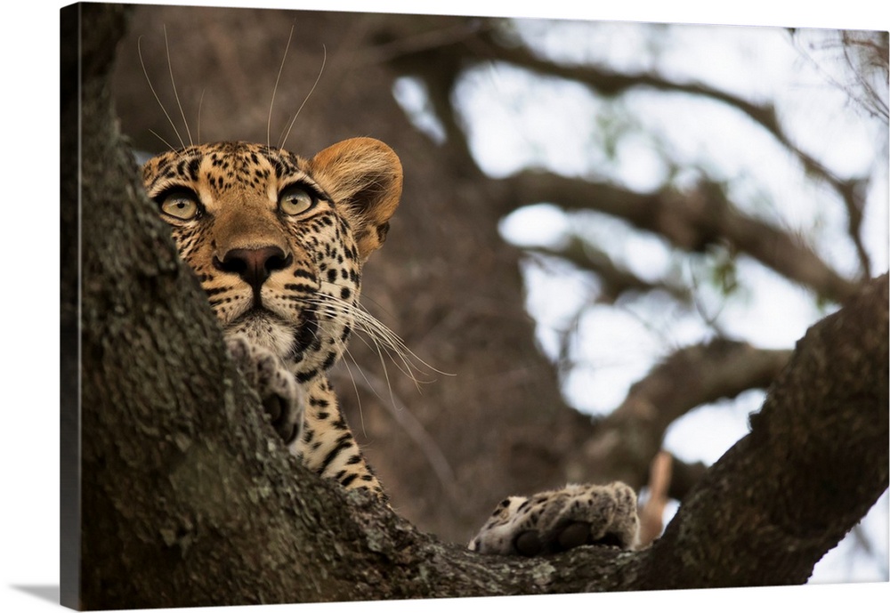 Leopard (Panthera Pardus) Lounging In A Tree Looking For It's Next Meal, Sabi Sand Game Reserve, South Africa