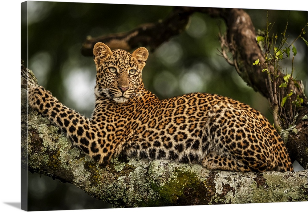 Close-up of leopard (Panthera pardus) lying on lichen-covered branch looking back, Maasai Mara National Reserve; Kenya