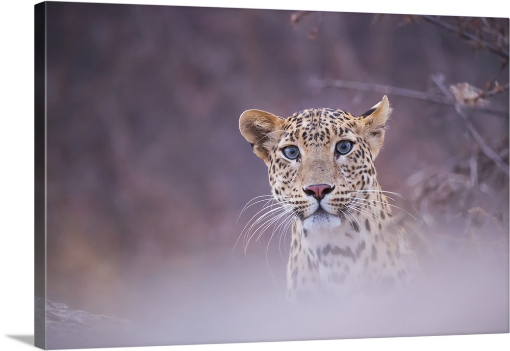 Leopard (Panthera pardus) looking at the camera; Rajasthan, India