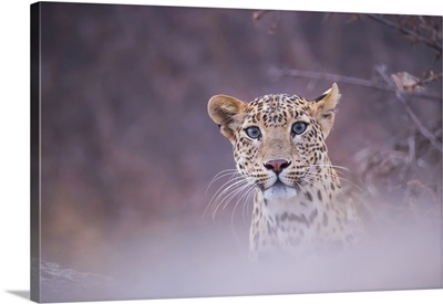 Leopard, Rajasthan, India