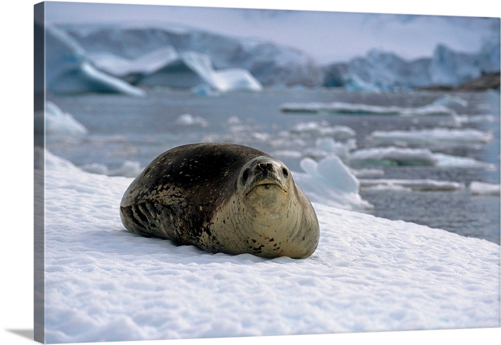 Leopard seal laying on ice pack, antarctica, summer.