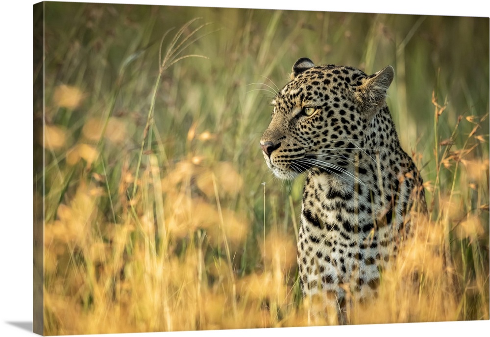 Close-up of leopard (Panthera pardus) sitting in long grass, Grumeti Serengeti Tented Camp, Serengeti National Park; Tanzania