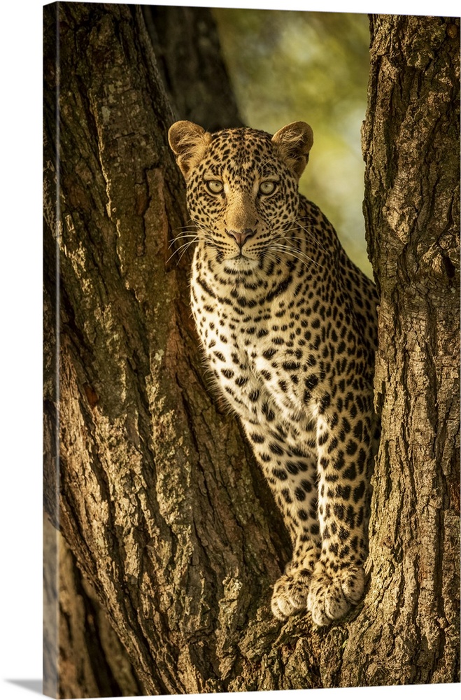 A leopard (Panthera pardus) sits in the forked trunk of a tree. It has a brown, spotted coat and is looking straight at th...