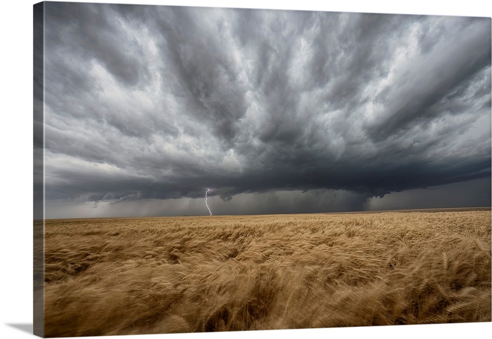 Lightning strikes from a supercell thunderstorm over a wheat field in Nebraska.