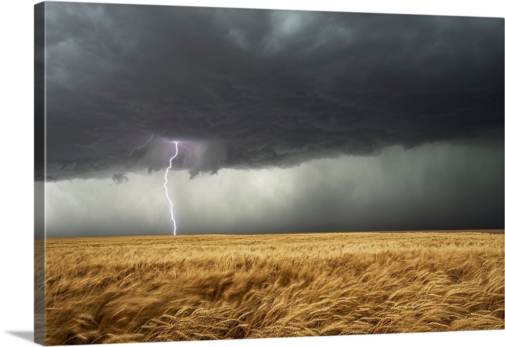 Lightning strikes from a supercell thunderstorm over a wheat field in Nebraska.