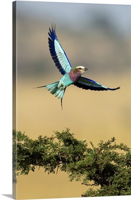 Lilac-Breasted Roller Flies Over Thornbush Spreading Wings, Serengeti, Tanzania