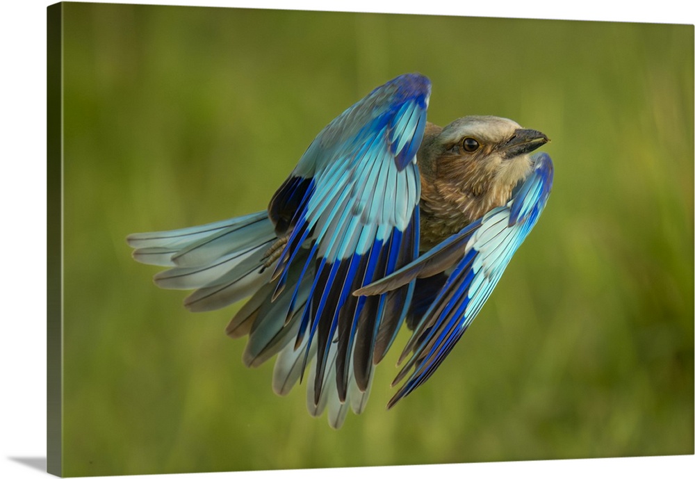 Lilac-breasted roller (Coracias caudatus) flies with wings folded up in Maasai Mara National Reserve; Narok, Masai Mara, K...