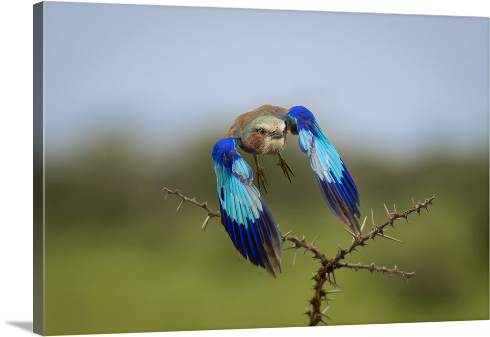 Lilac-breasted roller (Coracias caudatus) lowers wings over whistling thorns (Vachellia drepanolobium) in Maasai Mara Nati...