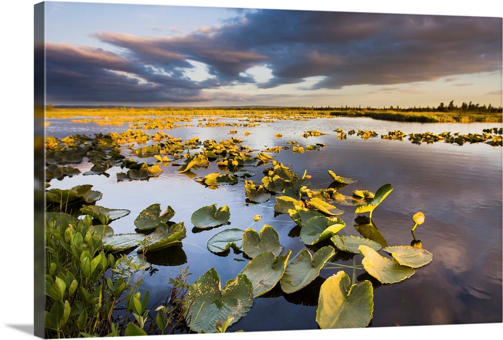 Lily Pads Glow At Sunset As The Clouds Reflect In The Tranquil Water