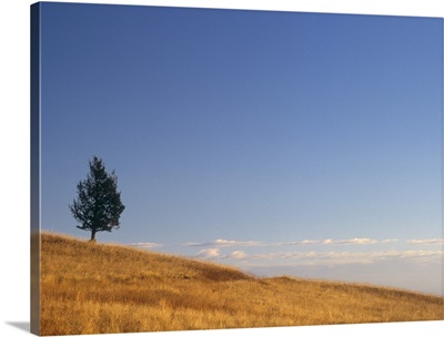 Limber Pine On Grazing Land, Porcupine Hills, Alberta, Canada
