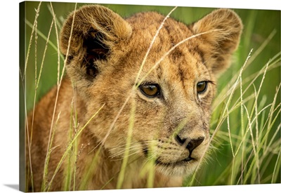 Lion Cub Looking Through Grass, Serengeti National Park, Tanzania