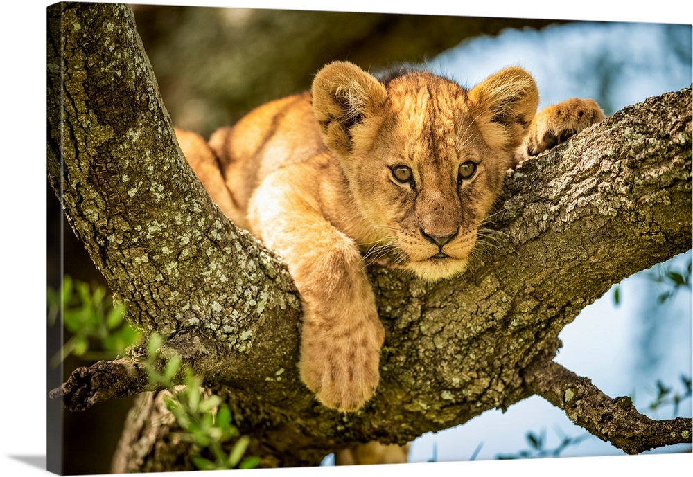 Lion cub (panthera leo) looks out from lichen-covered branch, Grumeti Serengeti tented camp, Serengeti national park, Tanz...