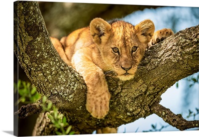 Lion Cub Looks Out, Grumeti Serengeti Tented Camp, Serengeti National Park, Tanzania