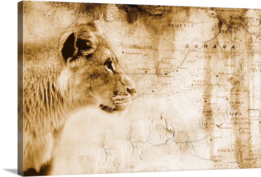 Lion In Front Of An Old Map Of Africa