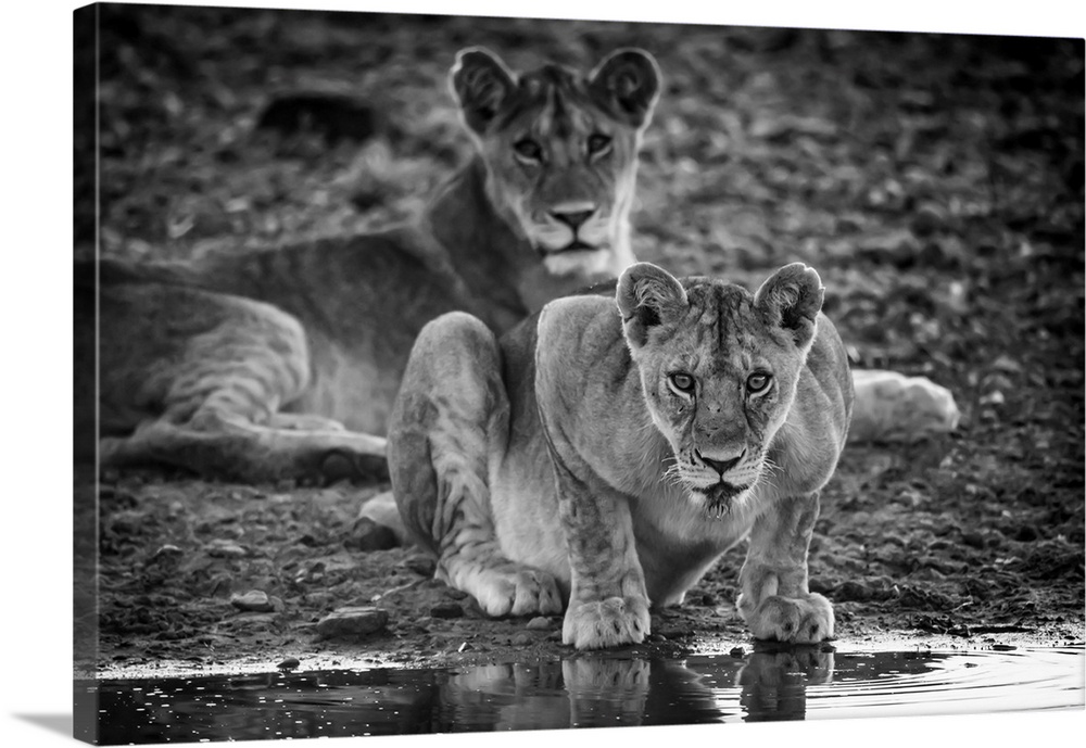 Monochrome lioness (panthera leo) lies looking up from water, Grumeti Serengeti tented camp, Serengeti national park, Tanz...