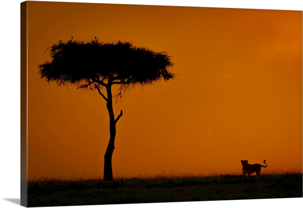 Lioness (Panthera leo) stands silhouetted near acacia at sunset in Maasai Mara National Reserve; Narok, Masai Mara, Kenya.
