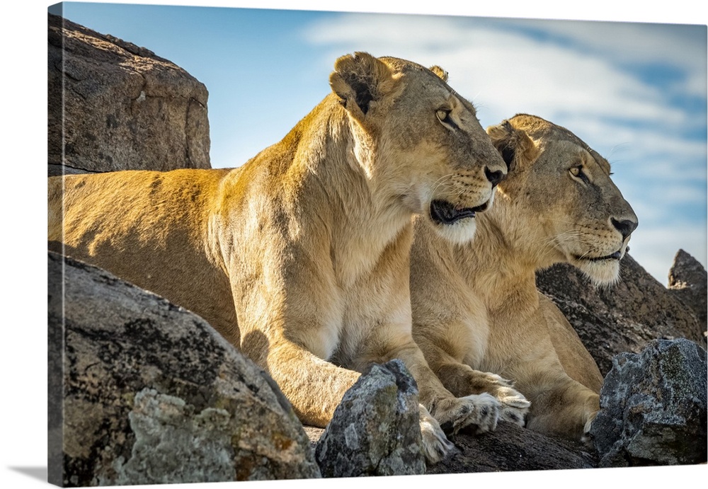 Lionesses (Panthera leo) lie mirroring each other on rock, Cottar's1920s Safari Camp, Maasai Mara National Reserve; Kenya