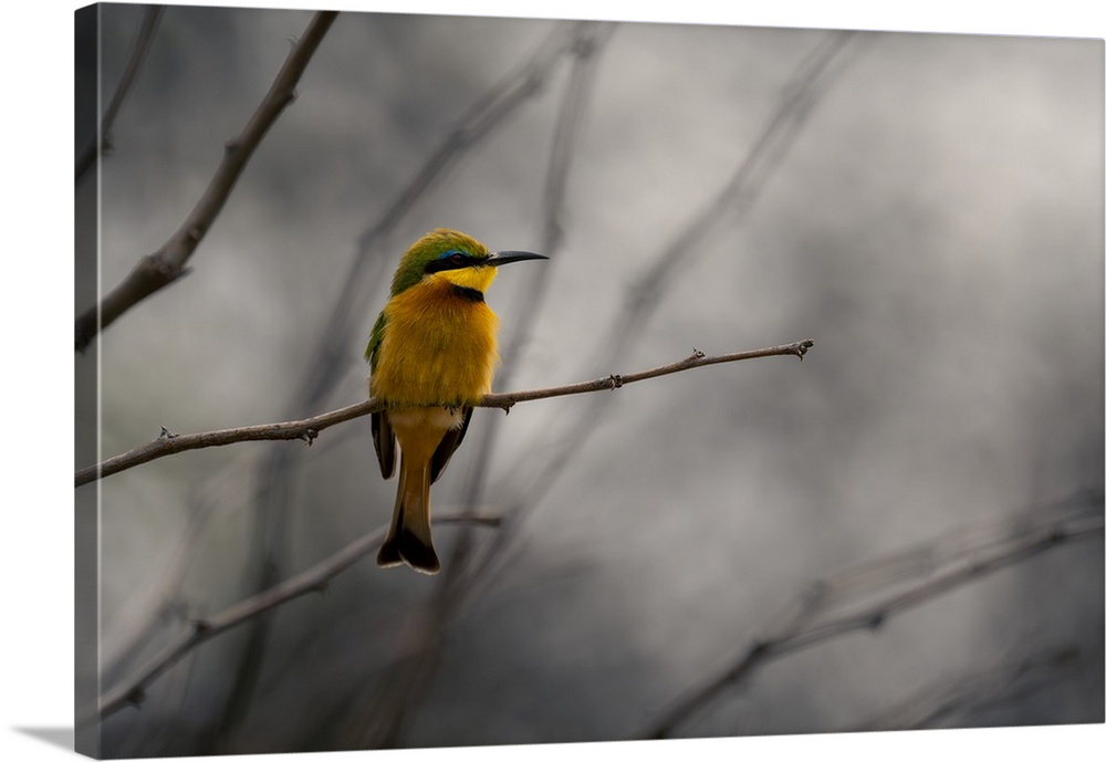 Little Bee-Eater Perched On Branch With Misty Background, Serengeti, Tanzania