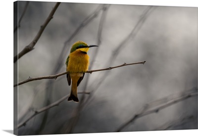 Little Bee-Eater Perched On Branch With Misty Background, Serengeti, Tanzania